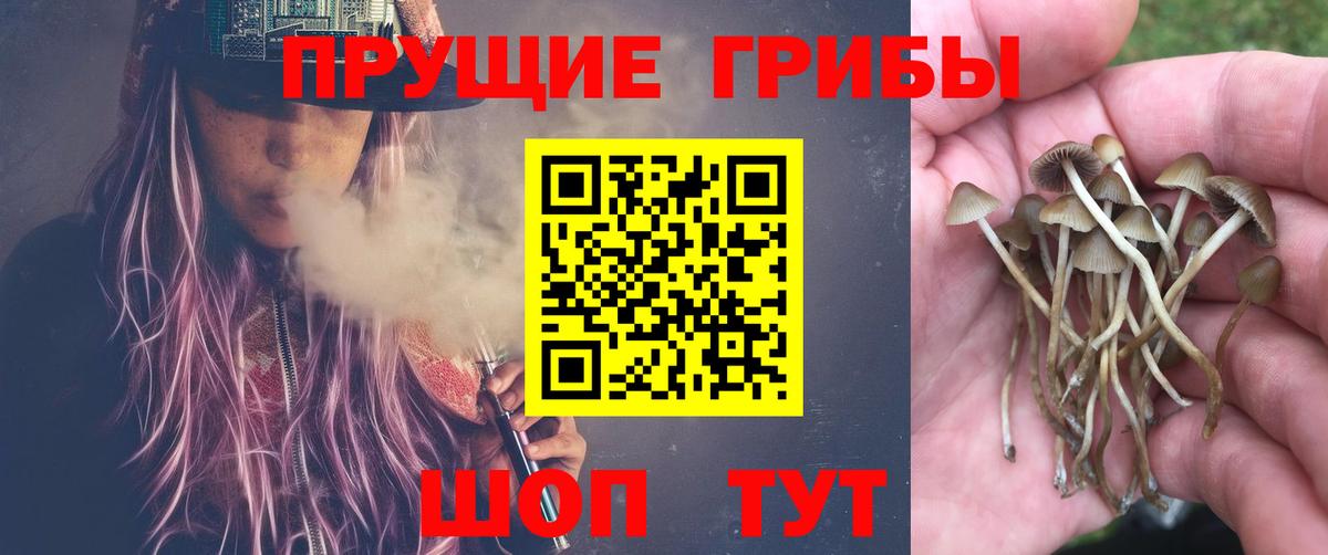 Чусовой  Псилоцибиновые грибы Psilocybe  Вход с VPN 